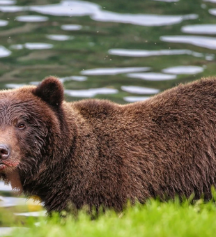 The beauty of Sitka’s wildlife!